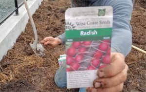 Planting Radishes