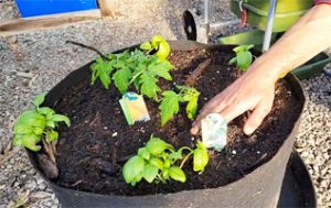 Living soil containers