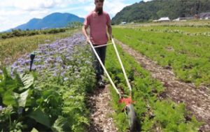 Wheel Hoe weeding