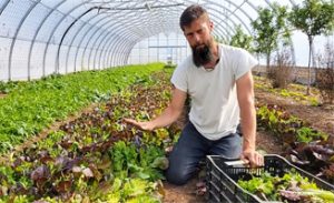 Growing salad green for market