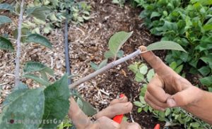 Pruning a 2nd year apple tree