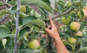 Pruning a 3rd year apple tree