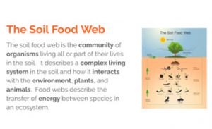 How to grow nutrient dense food