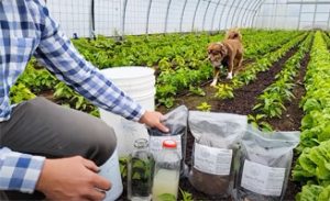 Charging biochar