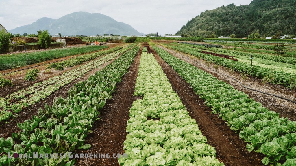 Local Harvest Farm