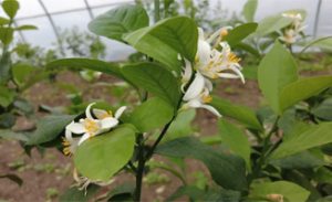 Growing lemons zone 7