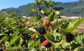 blackberry-thumbnail Growing Blackberry