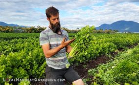 celery-thumbnail Growing Celery