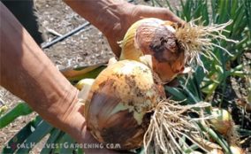 onion-thumbnail Growing Onions