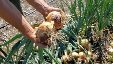 onions Onions